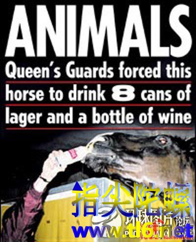 英国女王卫兵虐待动物给皇家马匹强行灌酒